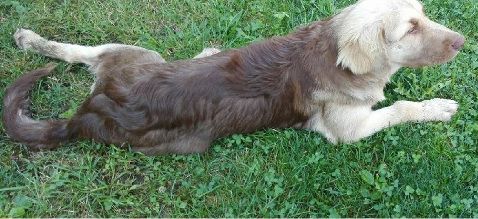 Cucciolo cerca padrone, ritrovato dalla polizia delle Giudicarie